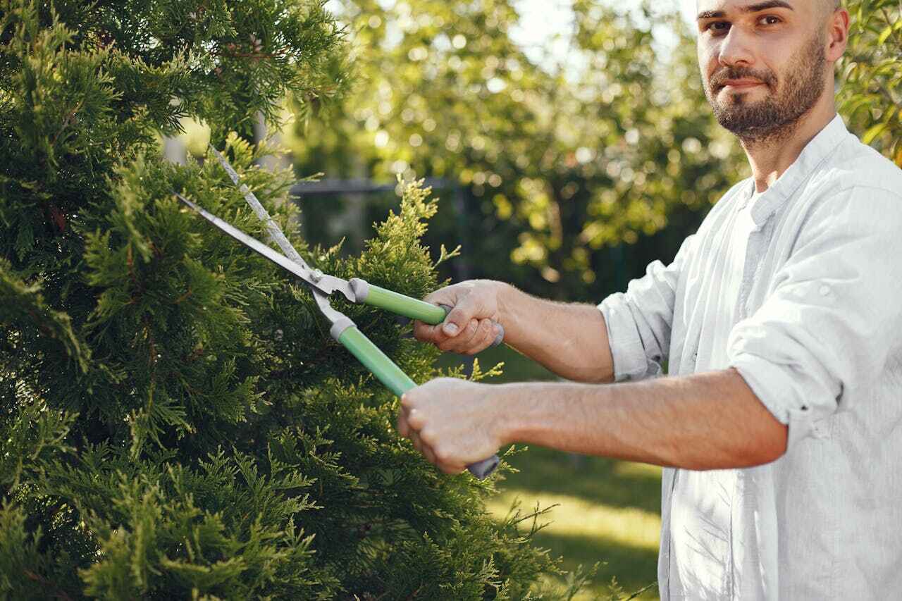 Best Tree Pruning Services  in USA